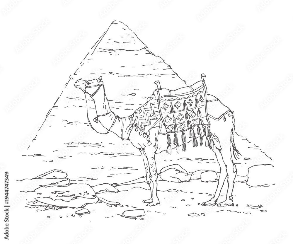 Fototapeta premium Black‑and‑white illustration, travel sketch of a decorated camel with an ornate saddle in front of the Great Pyramid of Giza. Hand-drawn desert landscape. Line art, pen on a plain background. 
