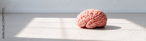 Human brain model minimal style close up studio lighting shadow pink brain medical concept neuroscience anatomy isolated object