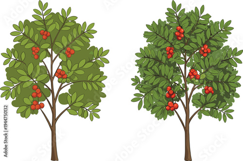 Cartoon trees illustration, green foliage with red berries, agriculture concept, harvest season, farming education, botanical drawing, orchard artwork, nature design, crop yield