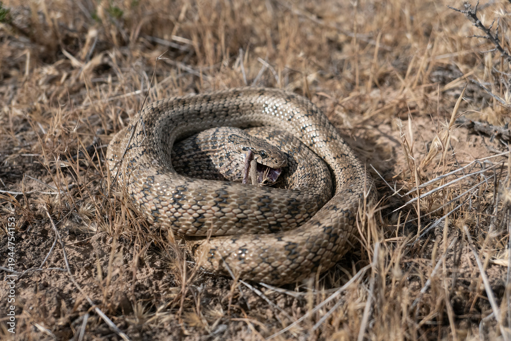 Obraz premium Steppe rat snake (Elaphe dione) eating jerboa (Dipodidae sp.) in natural desert habitats, Betpak-Dala desert, Southern Kazakhstan
