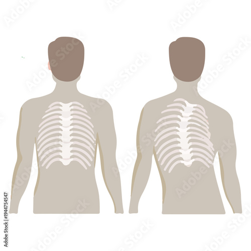 Human Rib Cage Anatomy