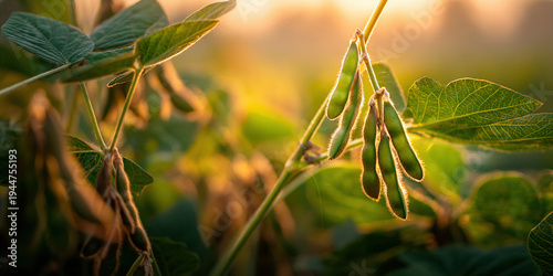 Golden Hour Soybean Field: Close-up of Green Seed Pods at Sunrise, Healthy Summer Nature