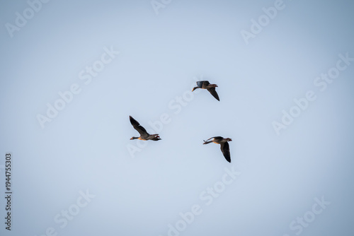 Three geese in flight
