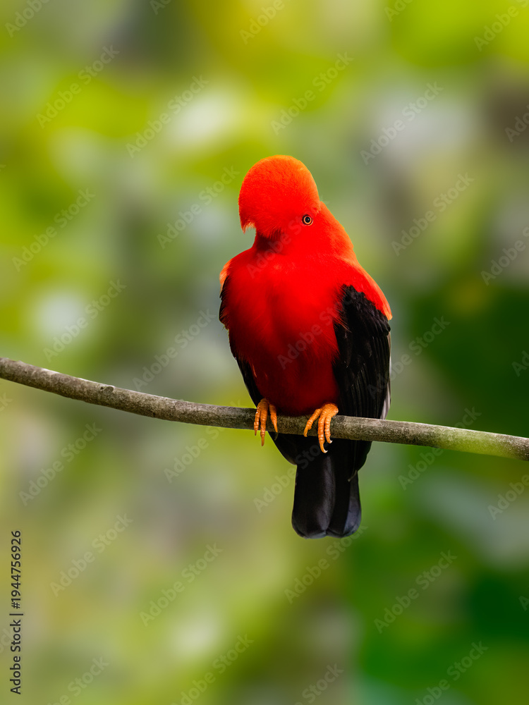 Obraz premium Male Andean Cock-of-the-rock Perched on Branch in Rainforest
