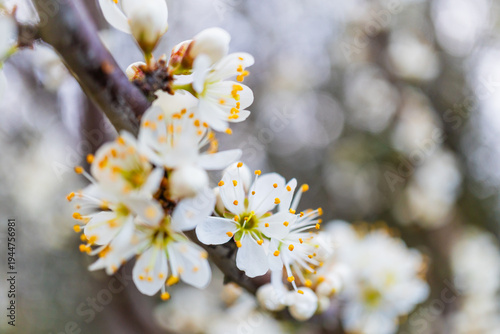 RAMI FIORITI DI FIORI BIANCHI IN PRIMAVERA IN ITALIA