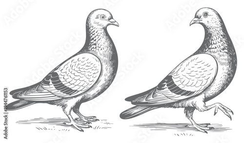 Vintage pigeon engraving illustration with detailed feather line art. Retro pigeon bird drawing with intricate feather engraving details.
