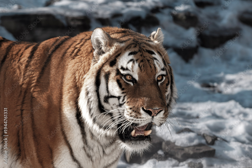 Obraz premium Bengal tiger with distinctive orange and black stripes walks through a snowy landscape, showcasing its powerful physique and intense gaze, surrounded by rocky terrain and patches of snow