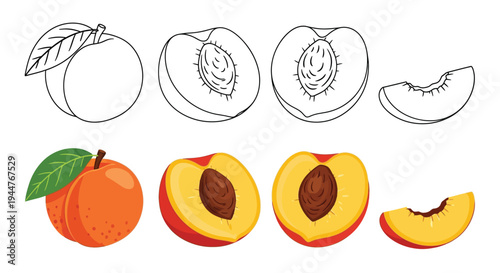 Peach fruit stages show whole and cut cross sections.