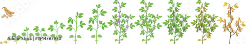 Soybean (Glycine max) development stages for agricultural infographics
