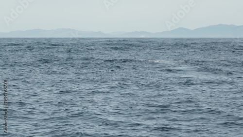 Sperm whale fluke rising above ocean surface while diving at Kaikoura, New Zealand