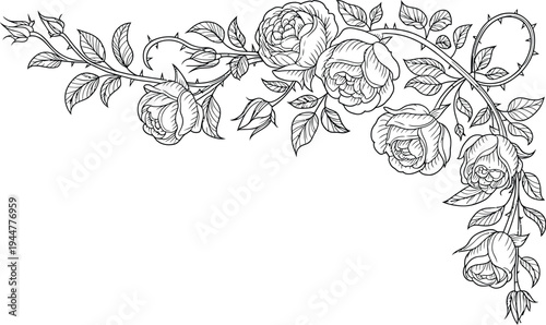 Rose corner floral border line art, elegant decorative outline illustration of roses leaves and thorns forming detailed ornamental corner design.