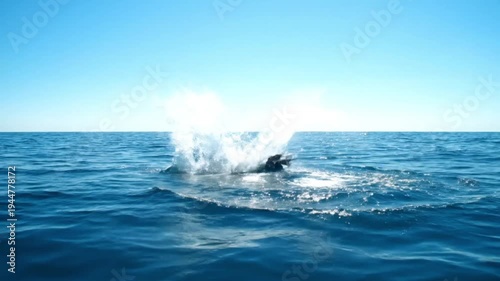 Dolphin jumping out of ocean water in sunny bright lighting for marine wildlife