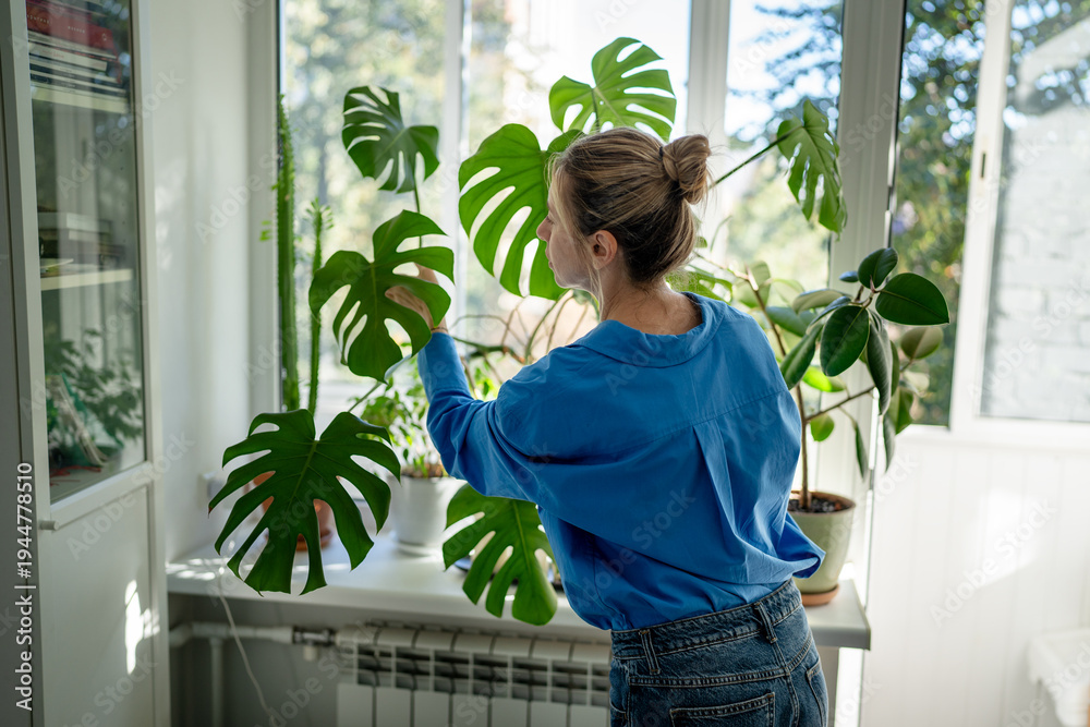 Naklejka premium Middle aged woman green thumb taking care of house plants, inspecting leaves of Monstera for diseases or pests. Mature female hobbyist plant lover attentively examinees plants at indoor garden.