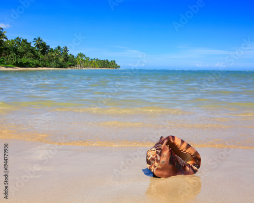 Sunny Tropical Beach with green Palm trees and sea shell.