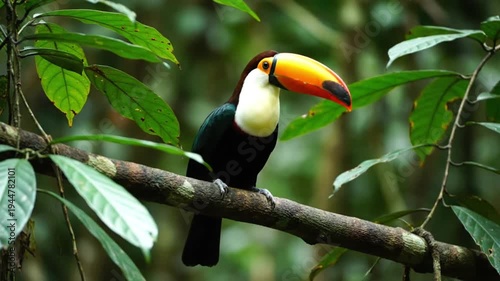 Toucan bird in vibrant tropical foliage with bright sunlight for wildlife conservation
