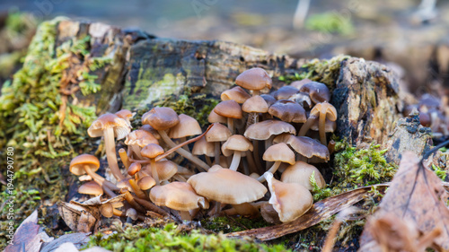 Closeup of cluster of mushrooms sprouting from rotting tree stump