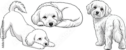 Coton de Tulear dog curled play bow standing looking back pose set