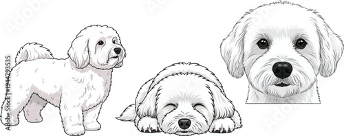 Coton de Tulear lying down sleeping standing headshot portrait pose set