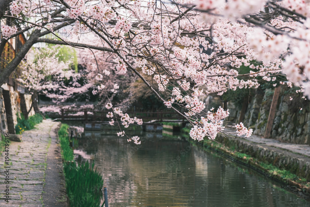 Naklejka premium 八幡堀、美しい桜が咲き誇る時代劇のロケ地にも頻繁に使用される歴史的なスポット、滋賀、日本