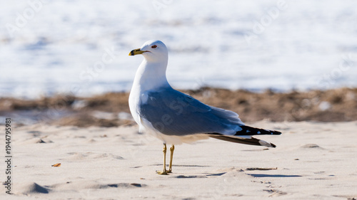 American herring gull (Larus argentatus smithsonianus) standing on the sand of a frozen Lake Michigan beach