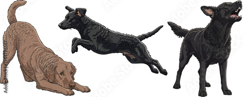 Curly Coated Retriever dog jumping play bow barking alert pose set
