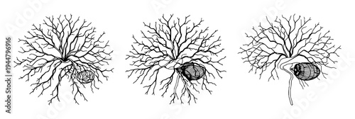 Neural network set with intricate human neural network featuring elegant line art, neurology, white background with sophistication and precision