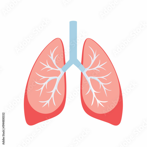 Medical illustration of human lungs respiratory system anatomy on white background concept