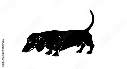 A Curious Dachshund Pet Silhouette Sniffing the Ground with Tail Up.