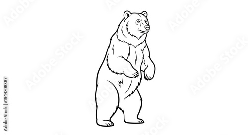Powerful Bear Standing Boldly Coloring Page for Wildlife Lovers. transparent.