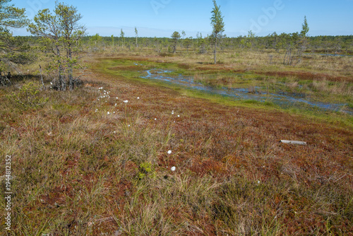 Wetlands of Kemeri National Park, Latvia:  Bog, stunted trees, cottongrass