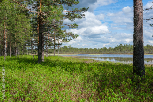 Beautiful landscape of forest and wetlands, Lahemaa National Park, Estonia