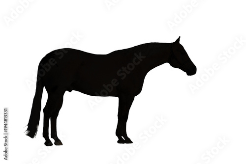 silhouette of a quarter horse profile 