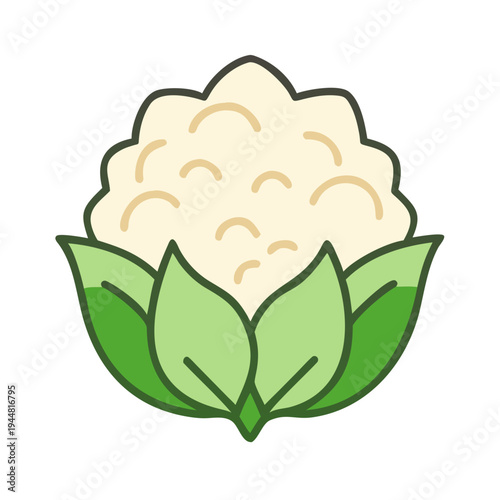 Stylized Cauliflower Head with Green Leaves on Black Backdrop Vector Illustration