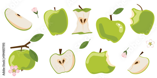 Green apple vector set with whole fruit, slice, core and bitten pieces, cute stylized clipart illustration with leaves and blossom, isolated apple great for stickers and eco packaging