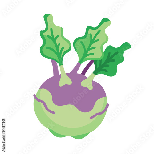 Illustrated kohlrabi with leaves isolated on black background, a healthy vegetable concept