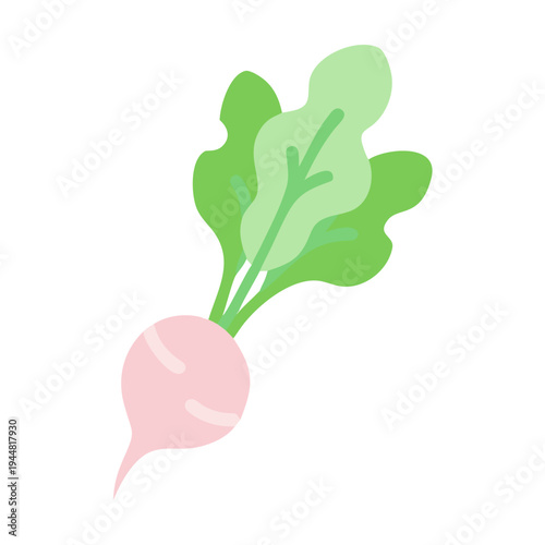 Simple flat vector illustration of a fresh radish with green leaves