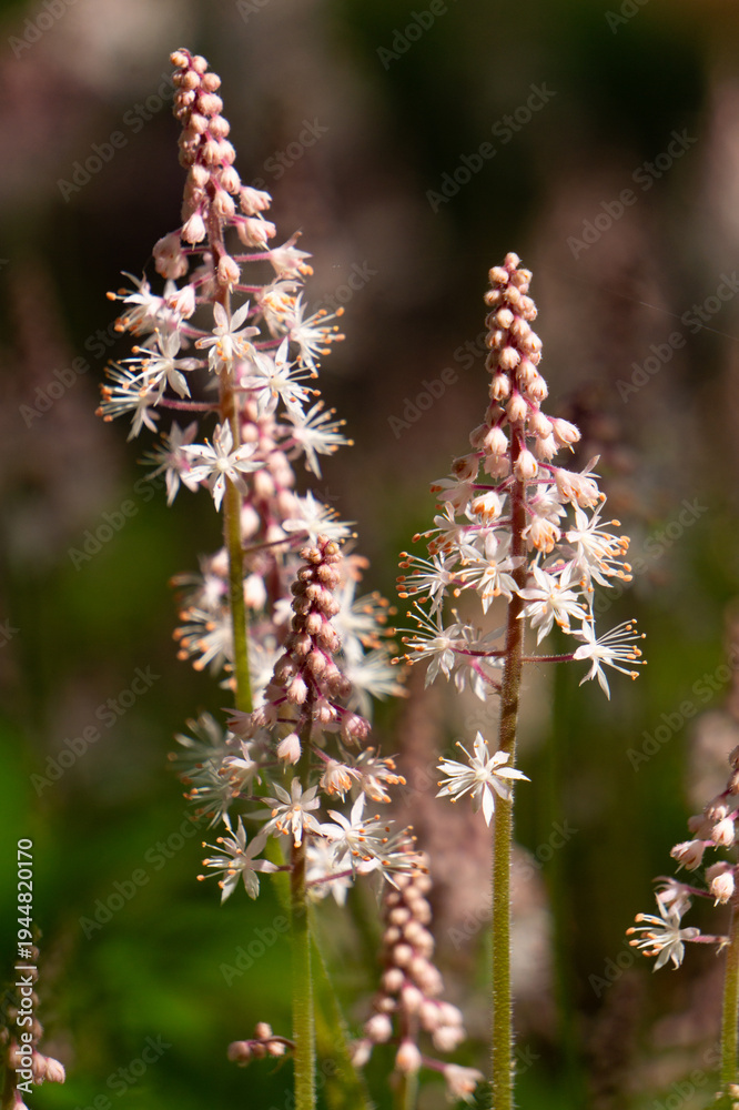 Obraz premium Pink tiarella woodland perennial flower