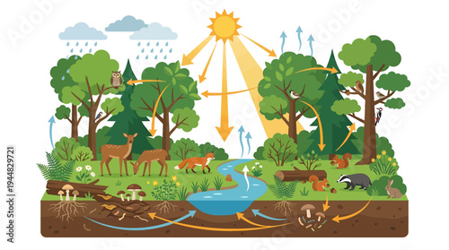Ecological system illustration showing a forest ecosystem with animals, plants, and environmental factors like sun and rain