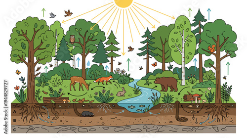 A vibrant ecosystem illustrating the interconnectedness of forest life, from flora to fauna and the soil below, under a bright sun