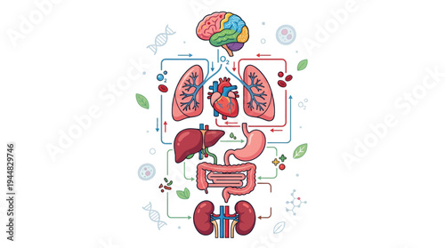 Flat vector illustration of the human body's major organs, including the brain, heart, lungs, liver, kidneys, and digestive system
