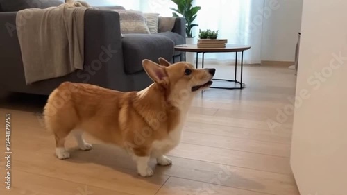 Corgi dog standing in living room.