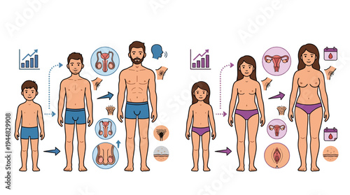 Puberty and Anatomical Changes in Males and Females A Visual Guide