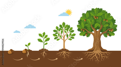 Oak Tree Growth Stages From Acorn to Mature Tree with Deep Roots