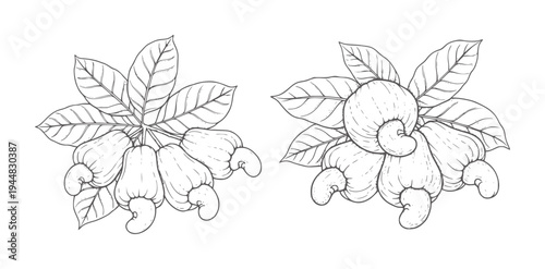 Hand drawn cashew fruits and nuts with leaves white leaf branch
