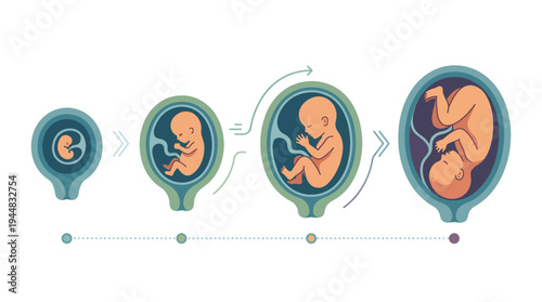 Stages of Fetal Development A Visual Guide to Pregnancy Milestones and Growth