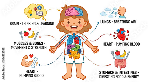 An educational illustration detailing the human body's vital organs and their functions like thinking learning breathing and digesting food