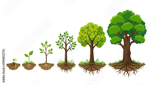 Flat vector illustration of plant growth stages, from seedling to mature tree
