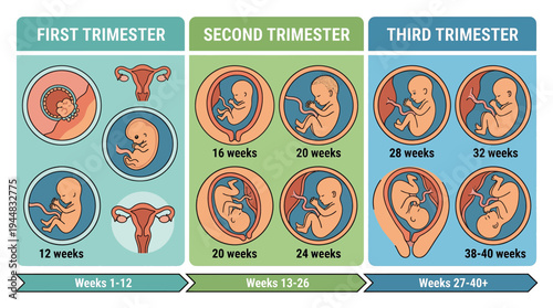 Human Fetal Development Stages Through Pregnancy Trimesters with Week by Week Progression