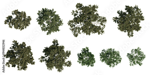 Foto Set of Top View Pinus tabuliformis Tree Landscape Element on Transparent Backgro