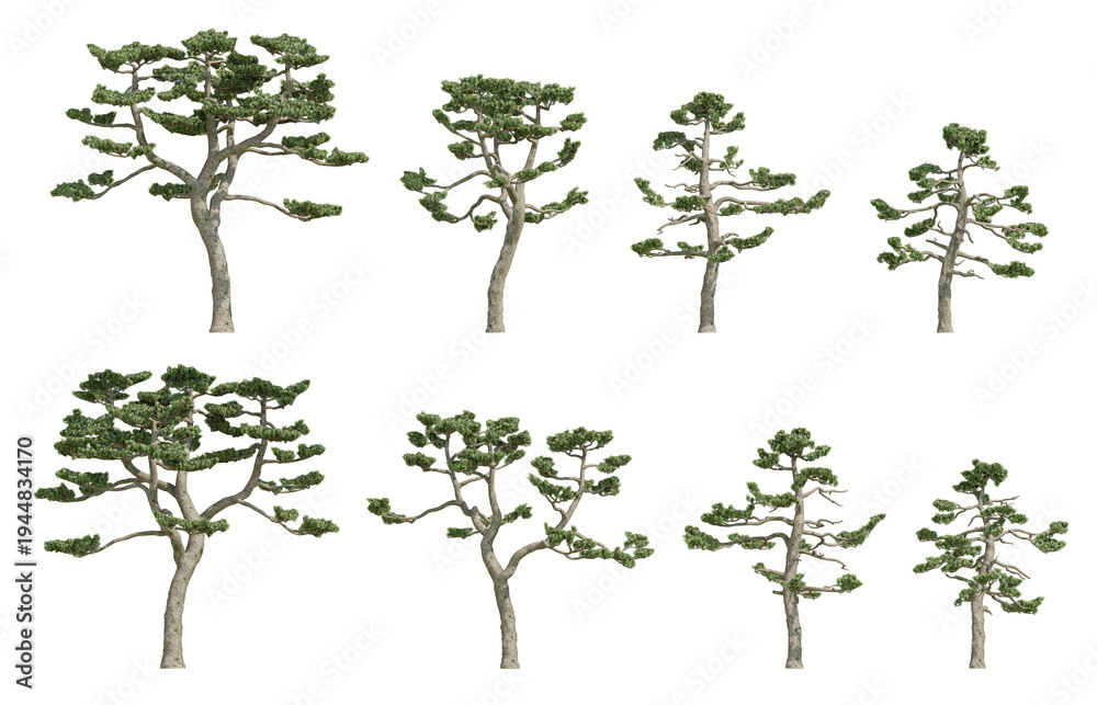 Fototapeta premium Pinus thunbergii Tree Isolated on Transparent Background, Detailed Botanical Element for Landscape Architecture Projects, High Resolution 3D Render Illustration for Garden Visualization